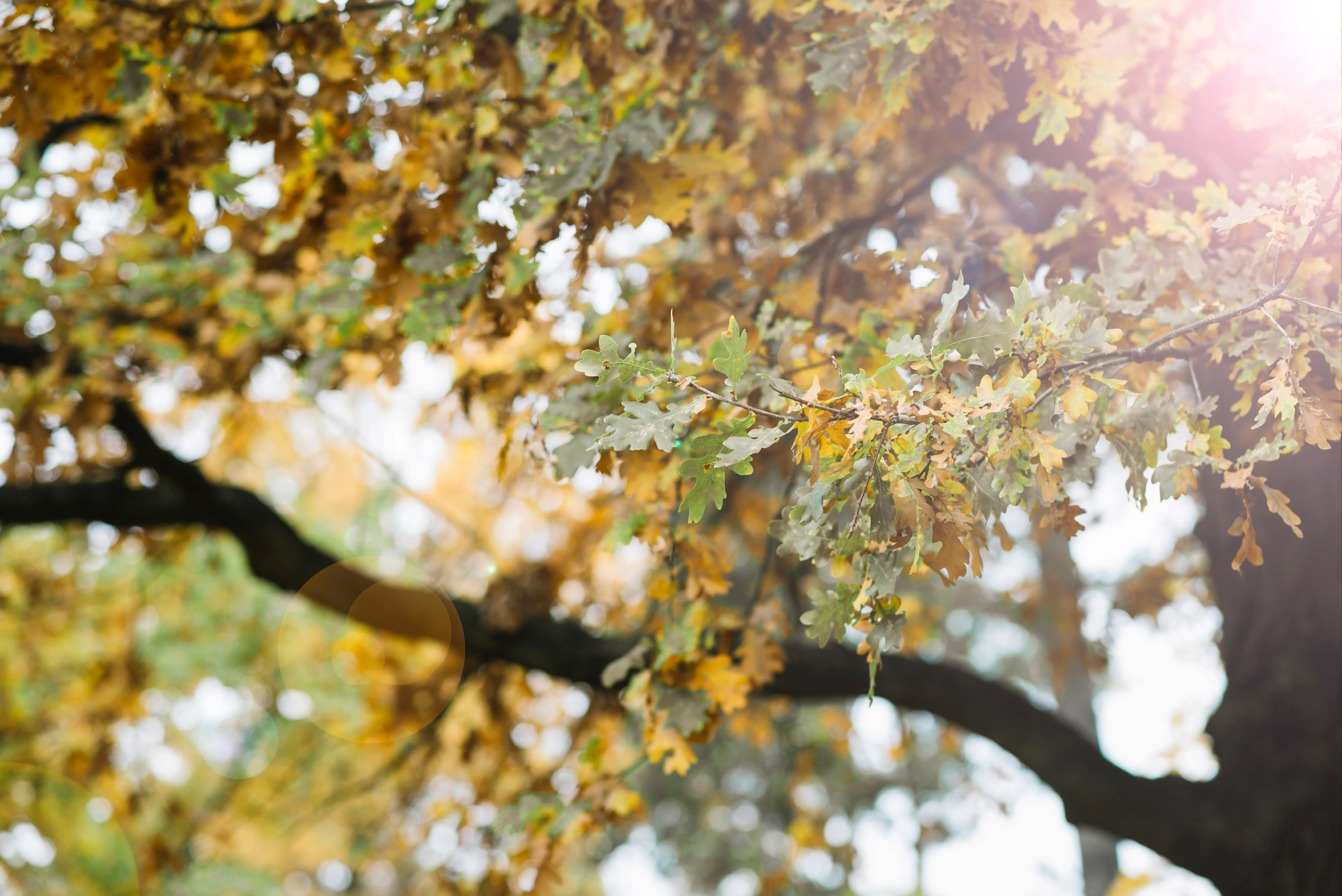 Sunny leaves autumn tree forest (Designed by Freepik)