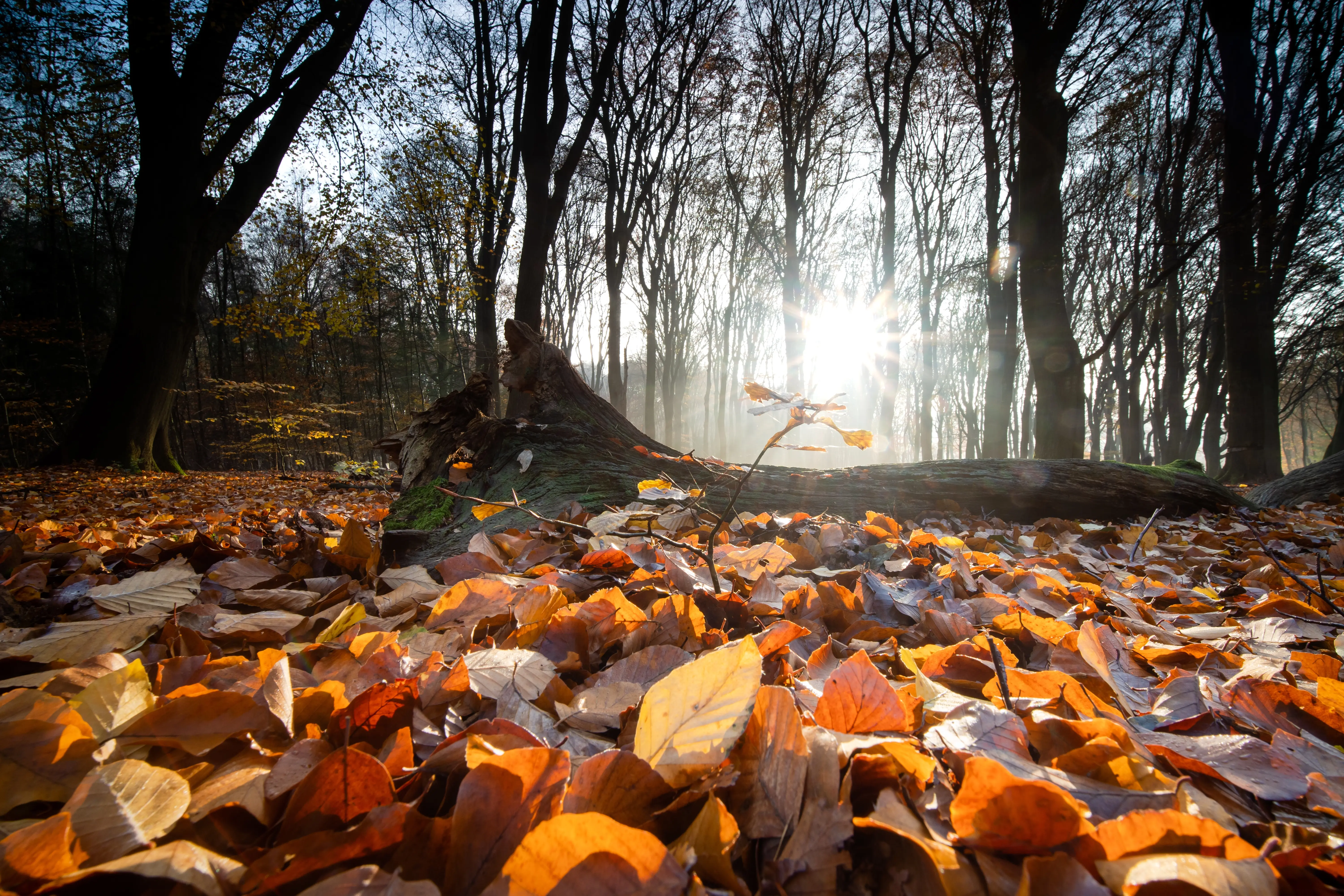 Closeup dry leaves covering ground surrounded by trees forest autumn (Designed by Freepik)