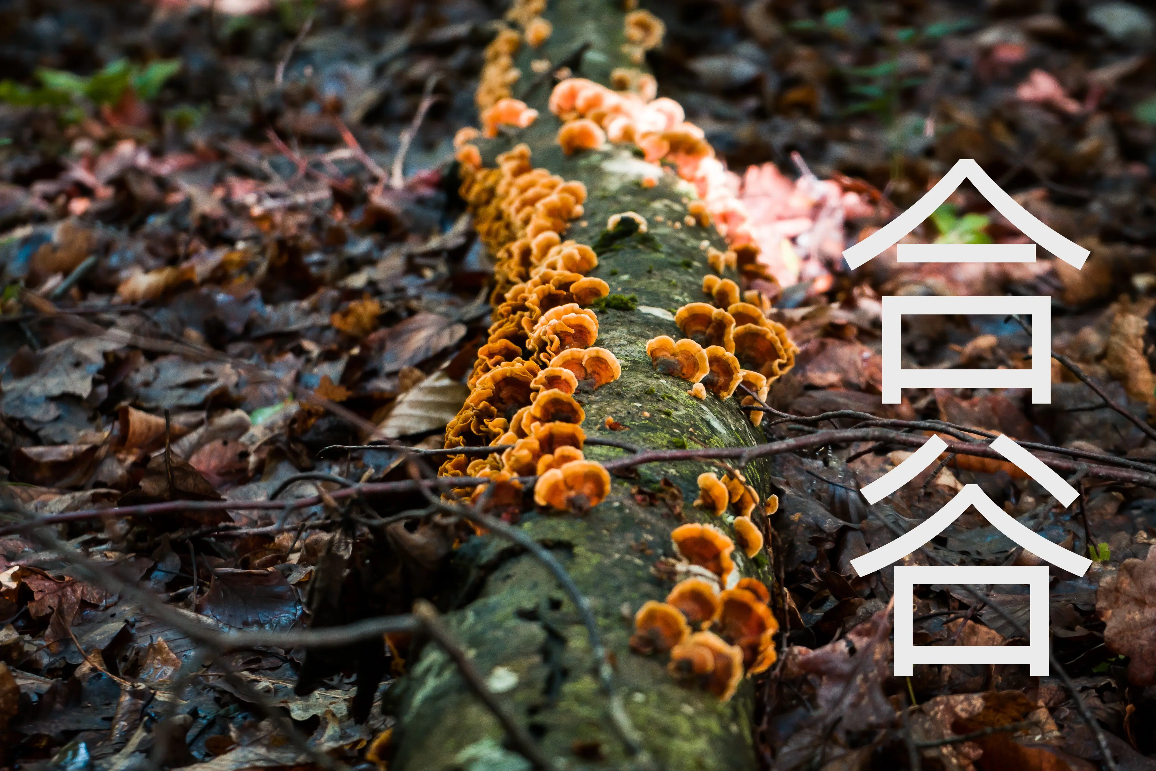 Closeup shot tree log covered with fungi forest (Designed by Freepik) with the Chinese characters 合谷, meaning 'Hegu', representing LI4