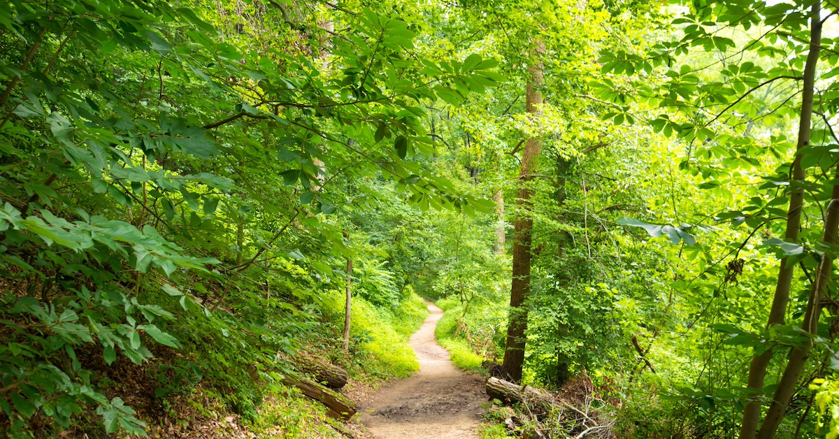 Rock Creek Park path representing physical and emotional wellbeing