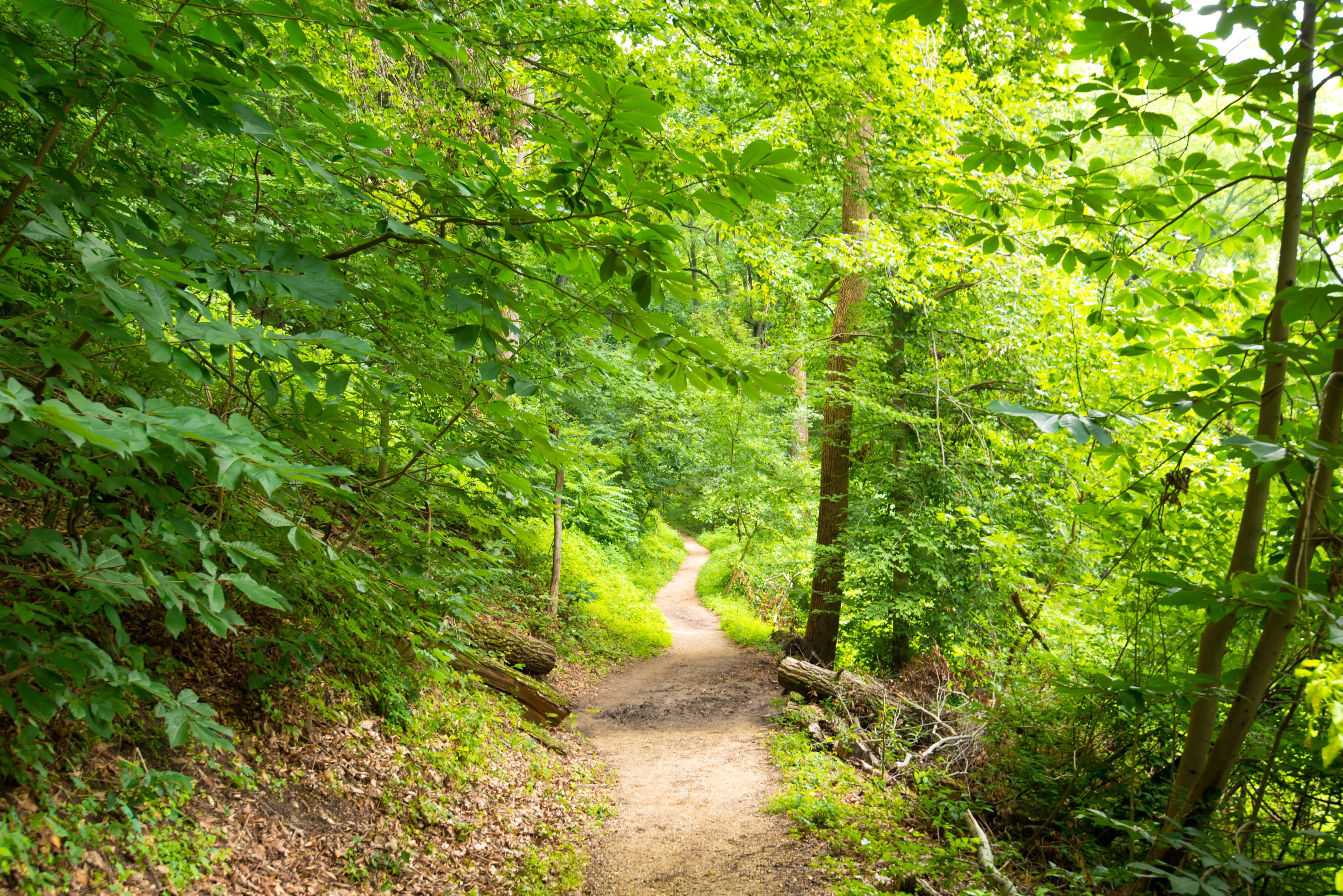 Rock Creek Park path representing physical and emotional well-being (Designed by Freepik)